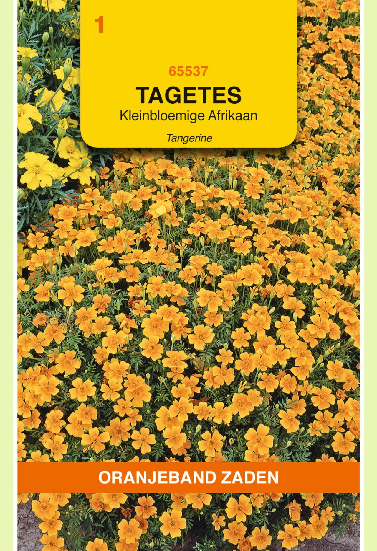 Tagetes tenuifolia 'Pumila, oranje' plant