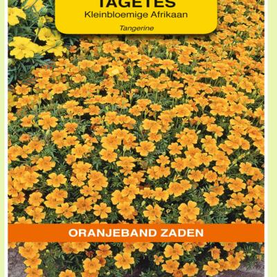 tagetes-tenuifolia-pumila-oranje