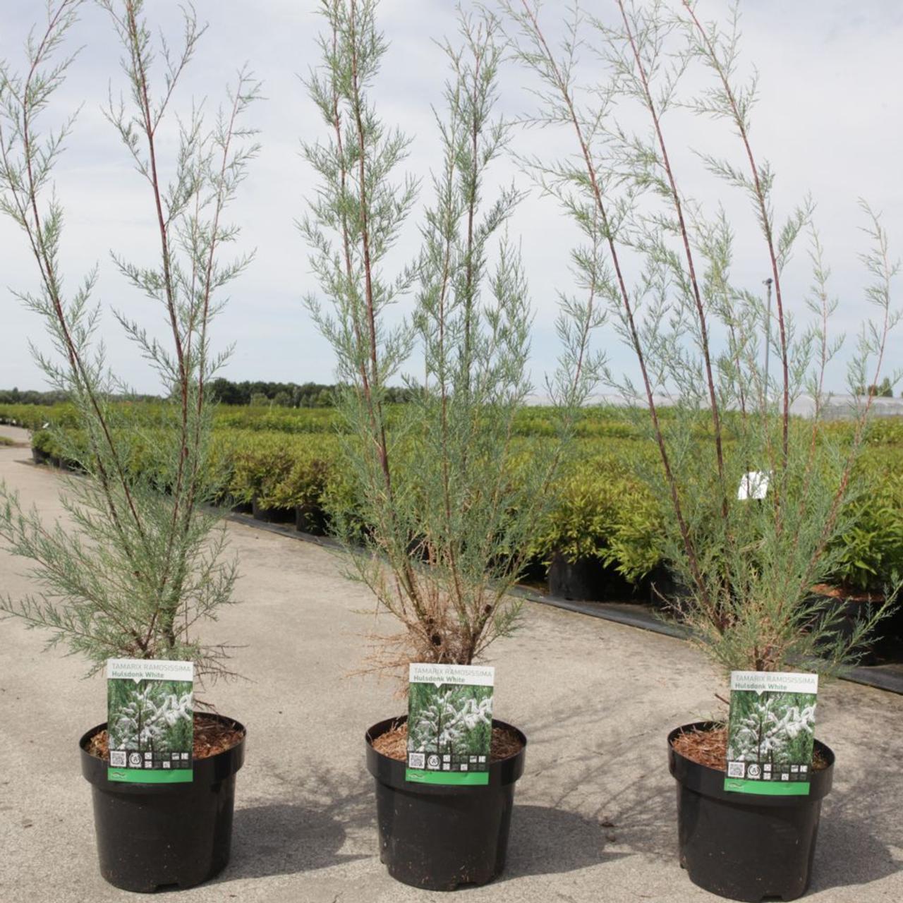 Tamarix 'Hulsdonk White' plant