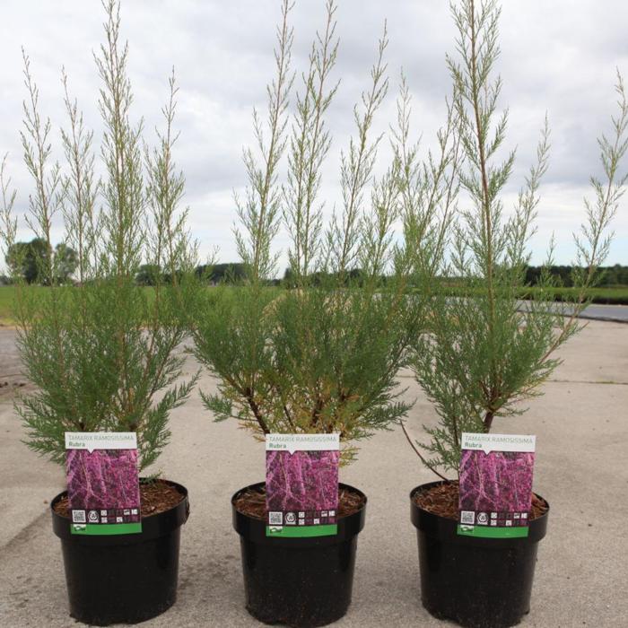 Tamarix ramosissima 'Rubra' plant