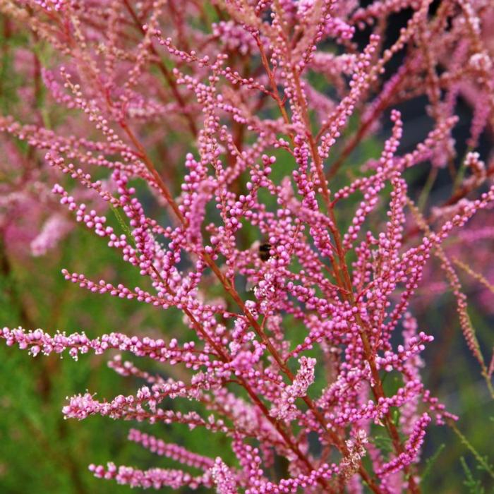 Tamarix ramosissima 'Rubra' plant