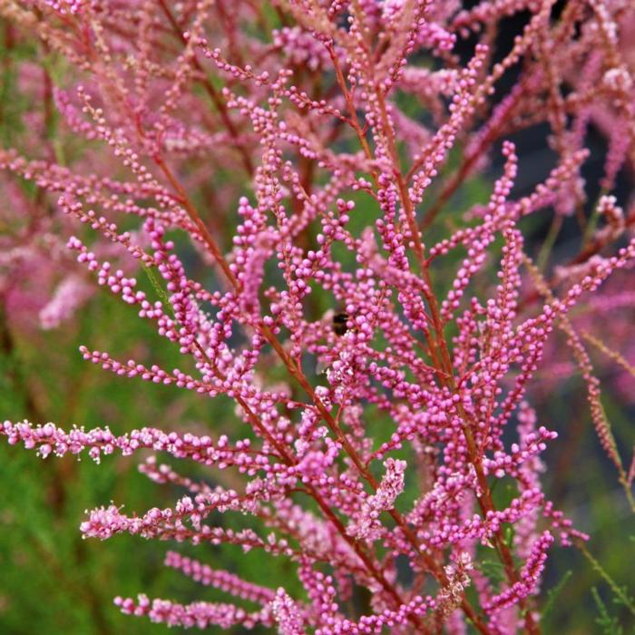 Tamarix ramosissima 'Rubra' plant