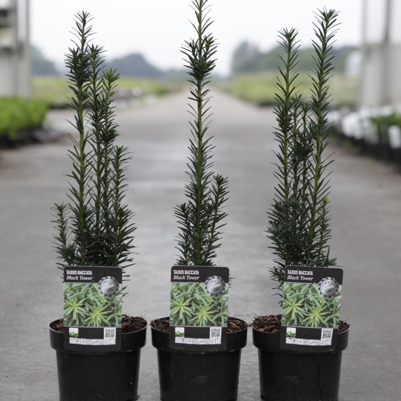 Taxus baccata 'Black Tower' plant