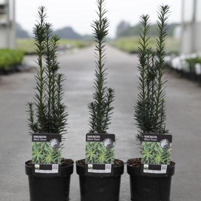 taxus-baccata-black-tower