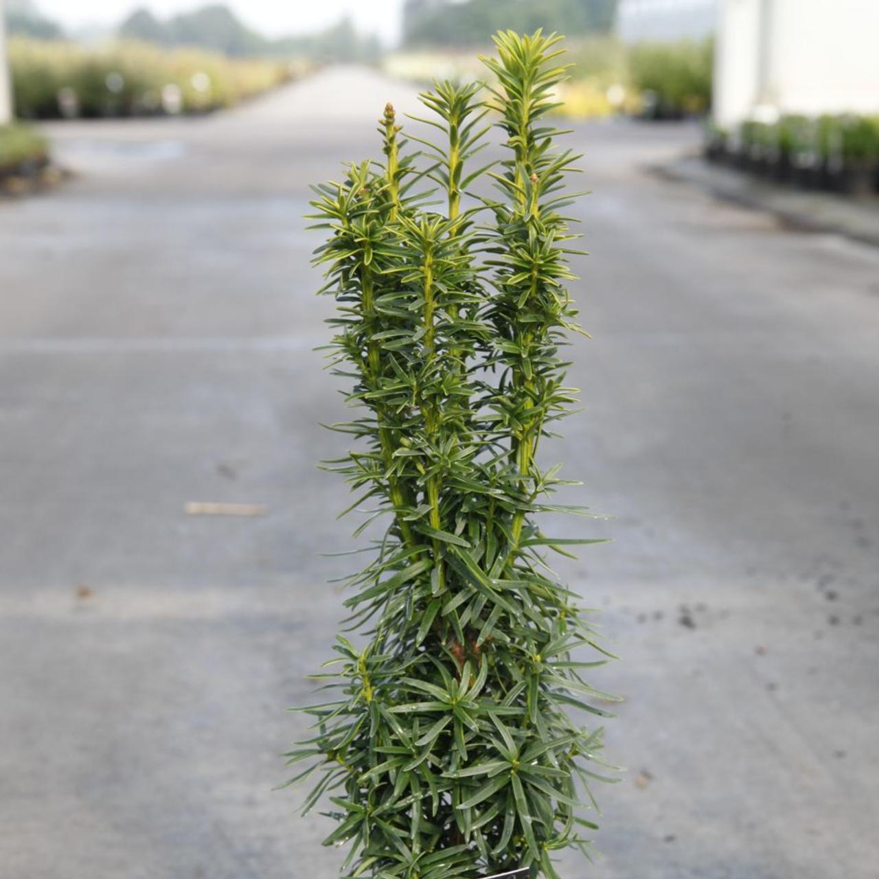 Taxus baccata 'David' plant