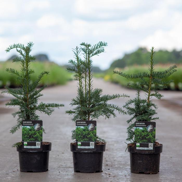 Taxus baccata 'Dovastoniana' plant