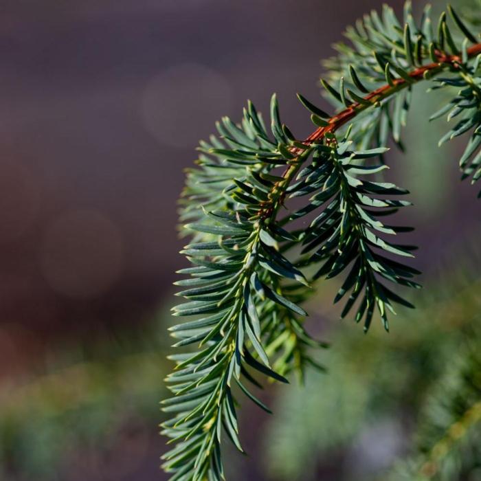 Taxus baccata 'Dovastoniana' plant