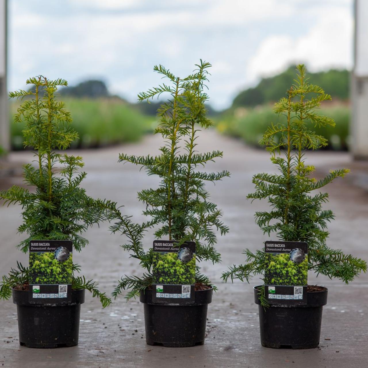 Taxus baccata 'Dovastonii aurea' plant