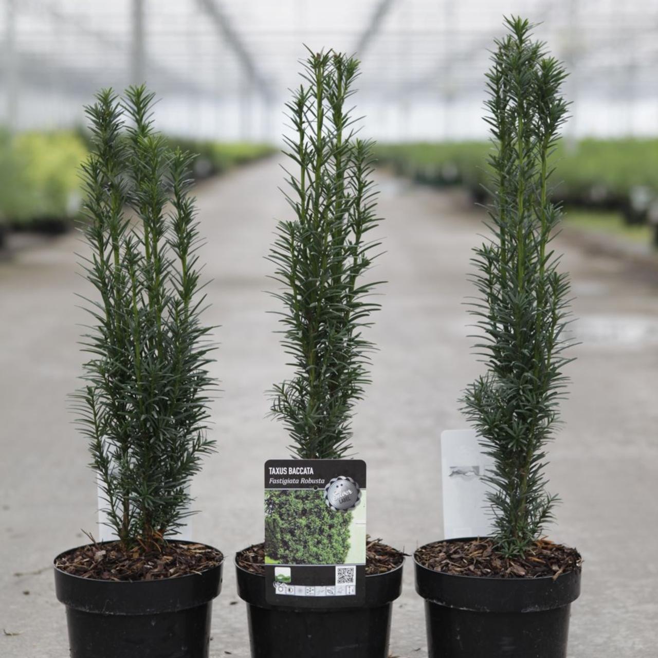 Taxus baccata 'Fast. Robusta' plant