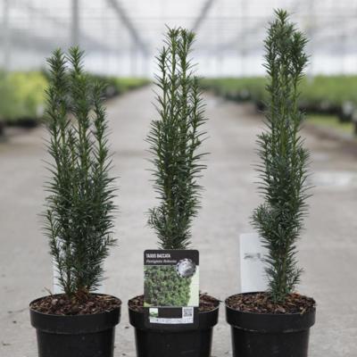 taxus-baccata-fast-robusta