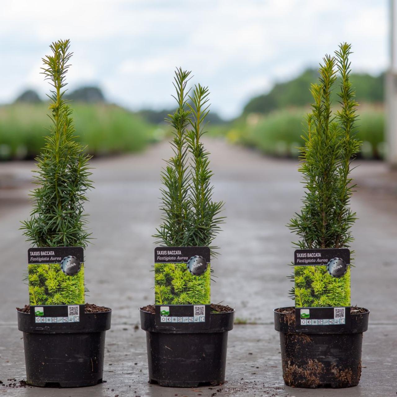 Taxus baccata 'Fastigiata Aurea' plant