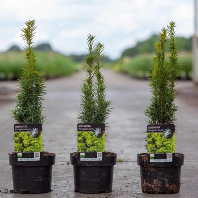 taxus-baccata-fastigiata-aurea