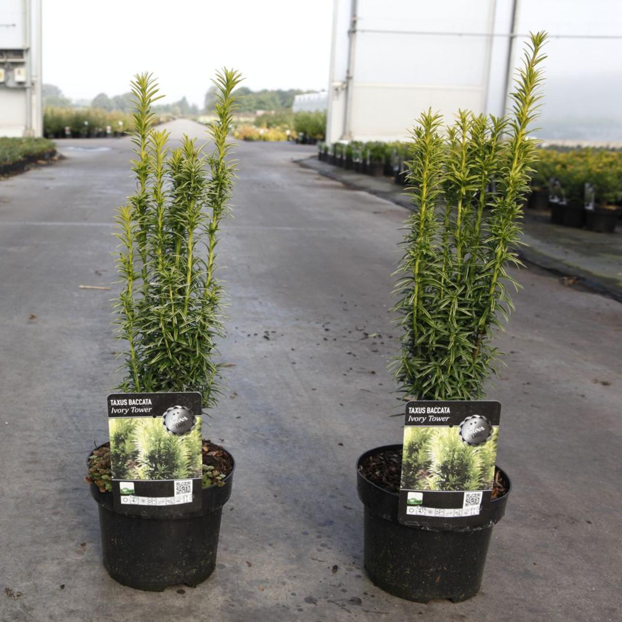 Taxus baccata 'Ivory Tower' plant