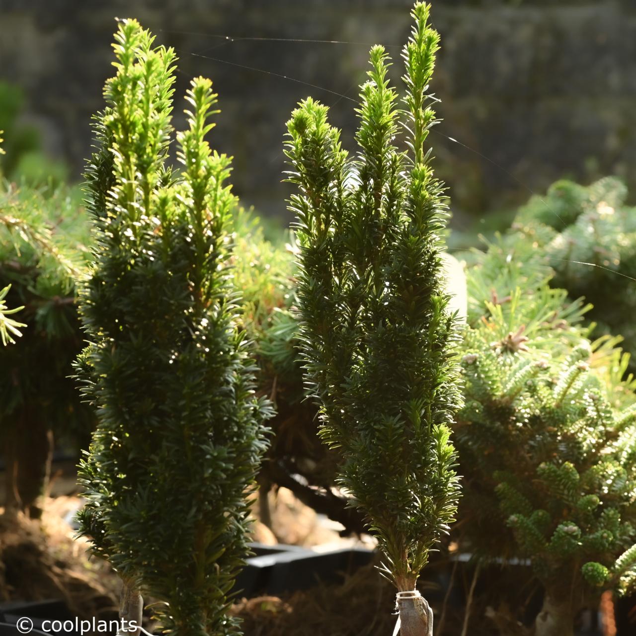 Taxus baccata 'Micro' plant