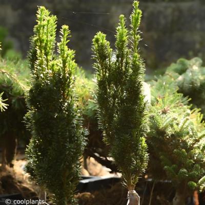 taxus-baccata-micro