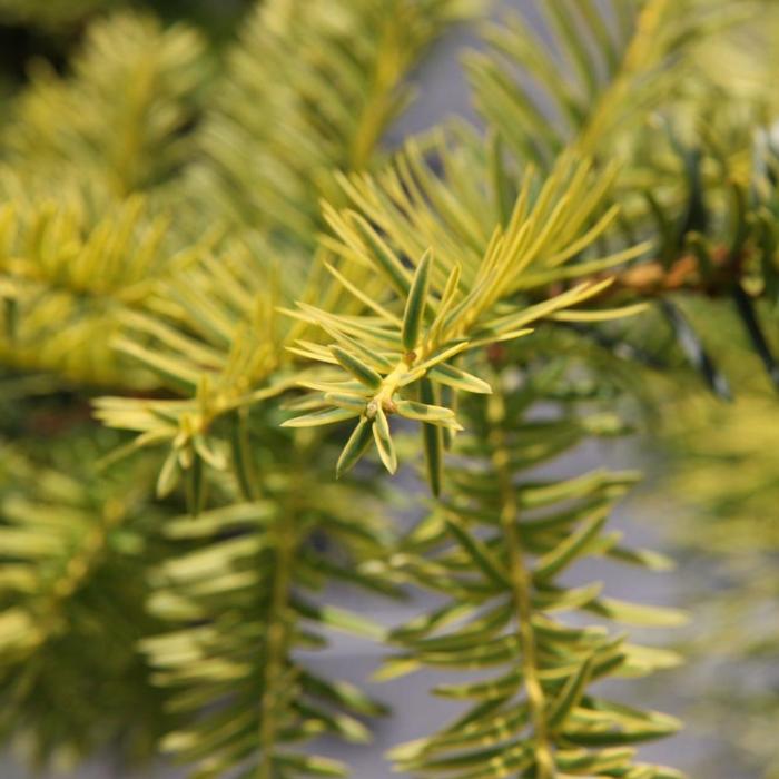 Taxus baccata 'Summergold' plant