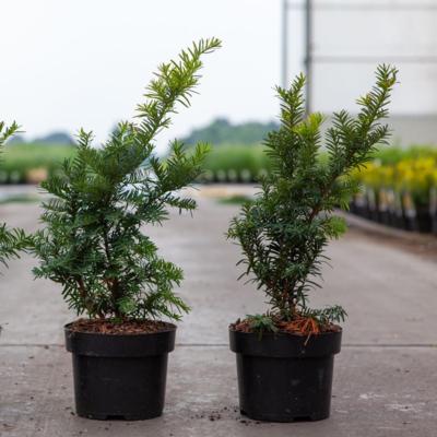 taxus-baccata-summergold