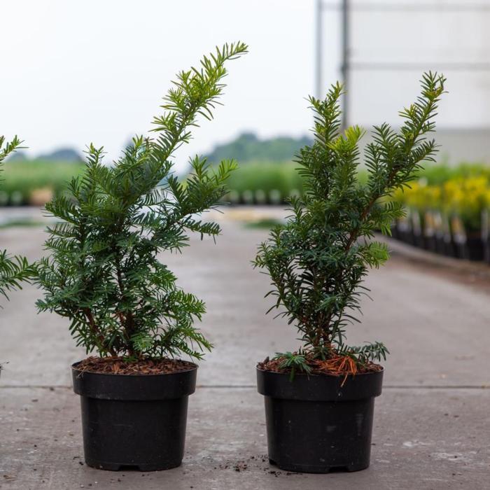 Taxus baccata 'Summergold' plant