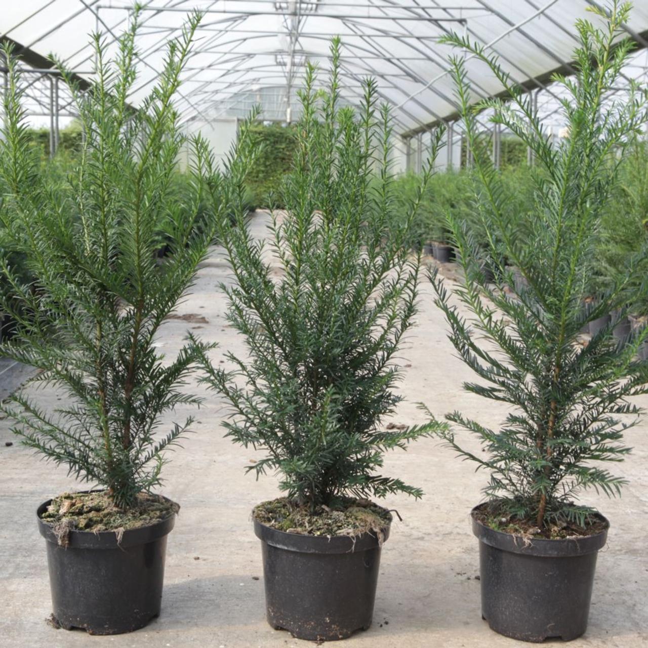 Taxus baccata plant