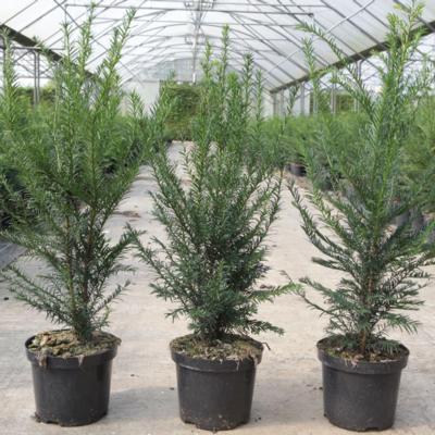 taxus-baccata
