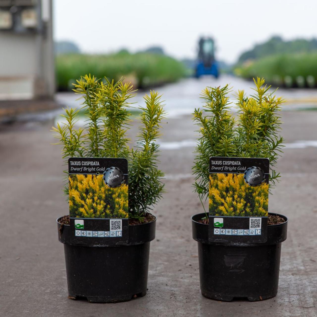 Taxus cuspidata 'Dwarf Bright Gold' plant