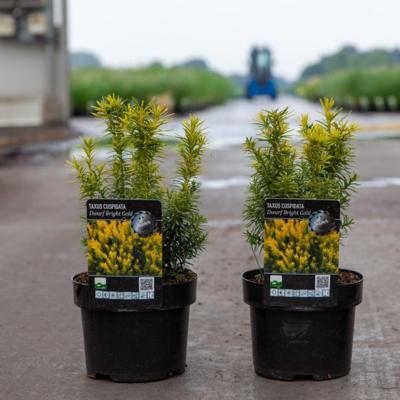 taxus-cuspidata-dwarf-bright-gold