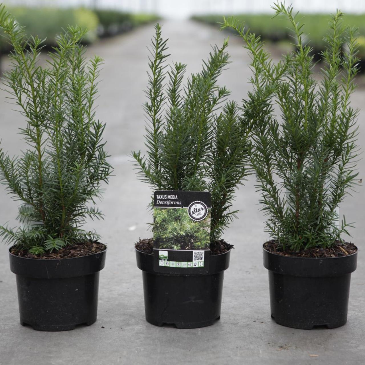 Taxus media 'Densiformis' plant