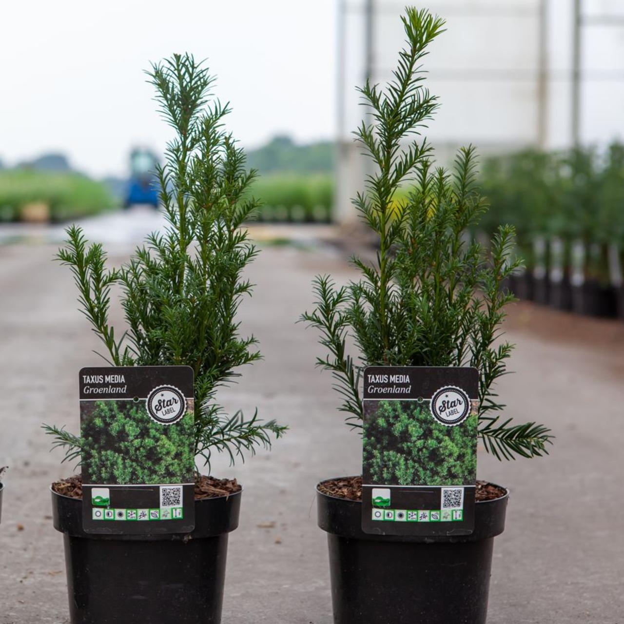 Taxus media 'Groenland' plant