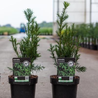 taxus-media-groenland