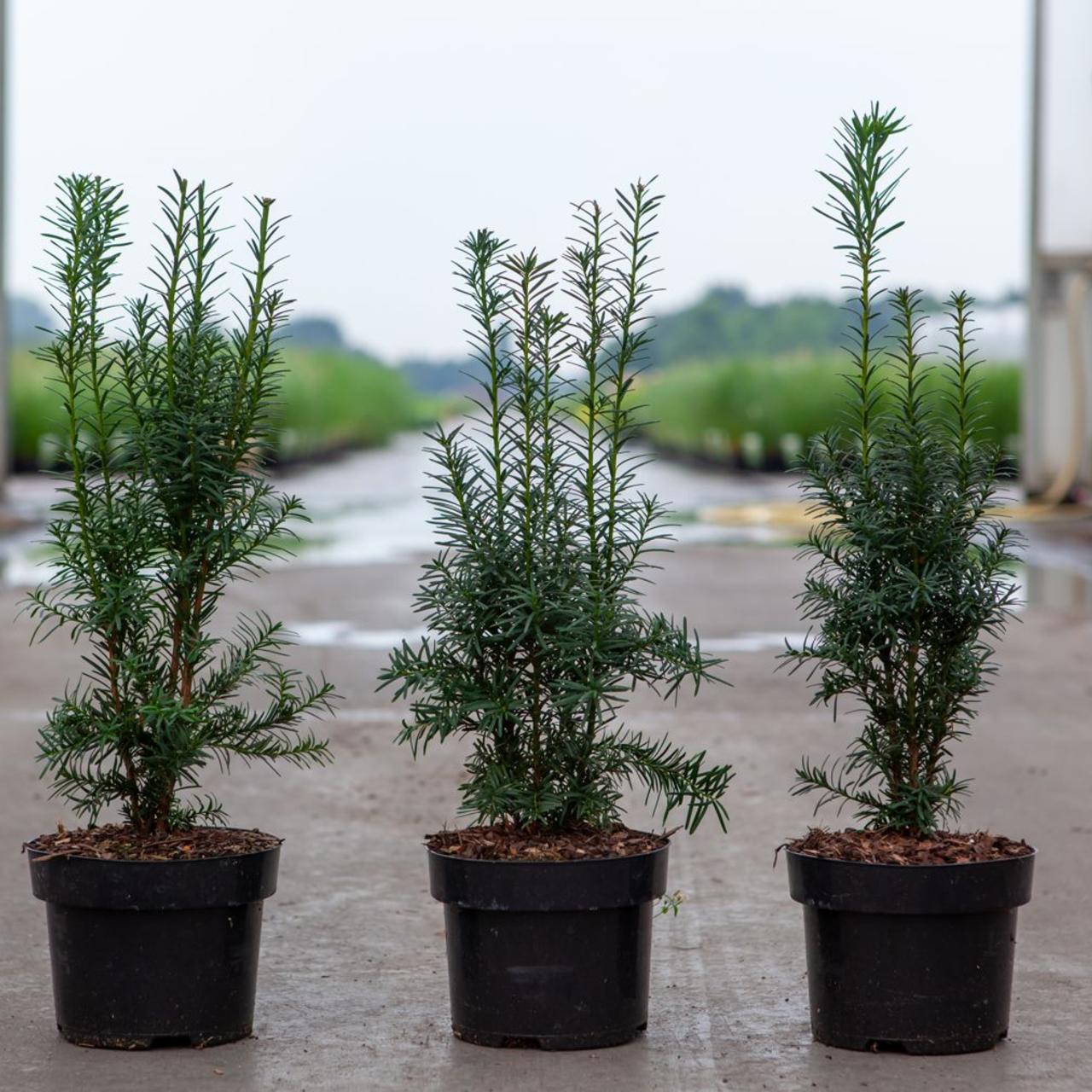 Taxus media 'Hicksii' plant