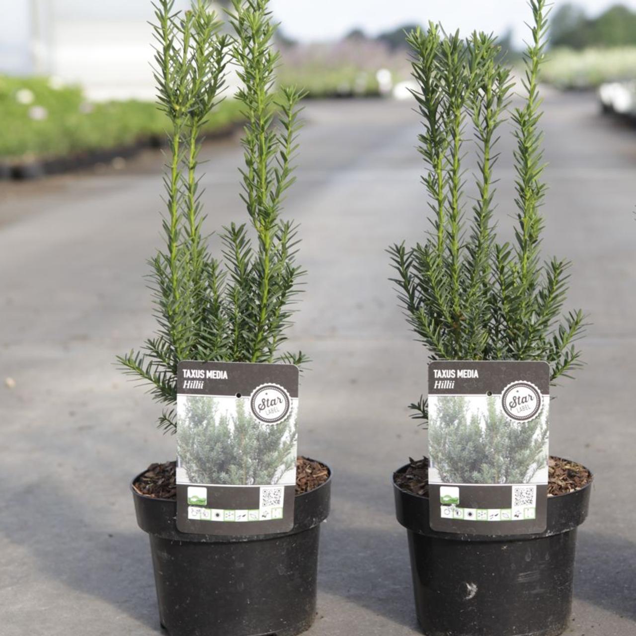 Taxus media 'Hillii' plant