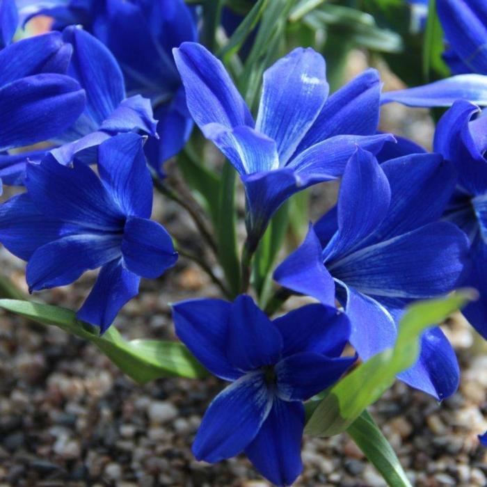 Tecophilaea cyanocrocus plant