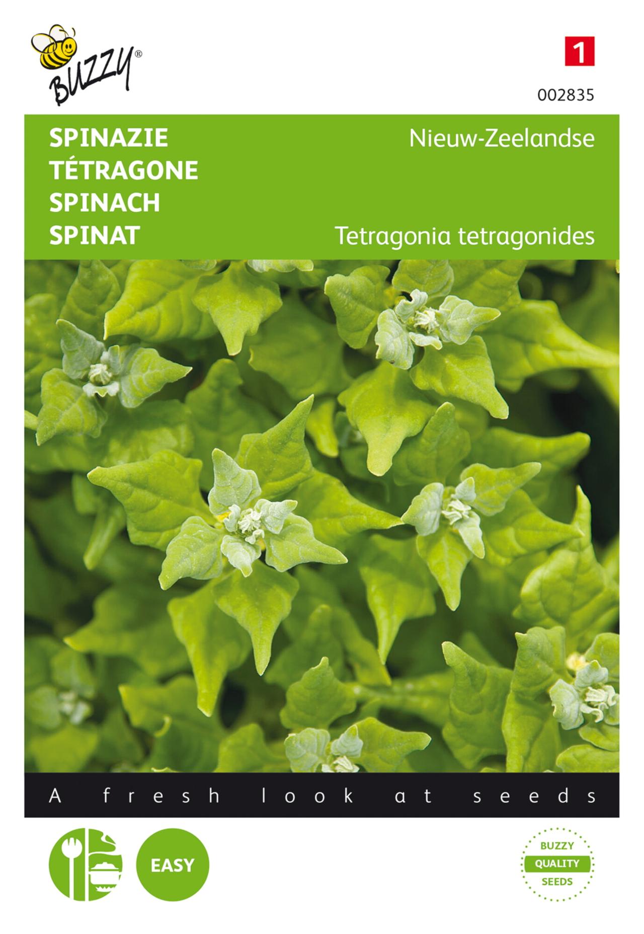 Tetragonia tetragonioides plant