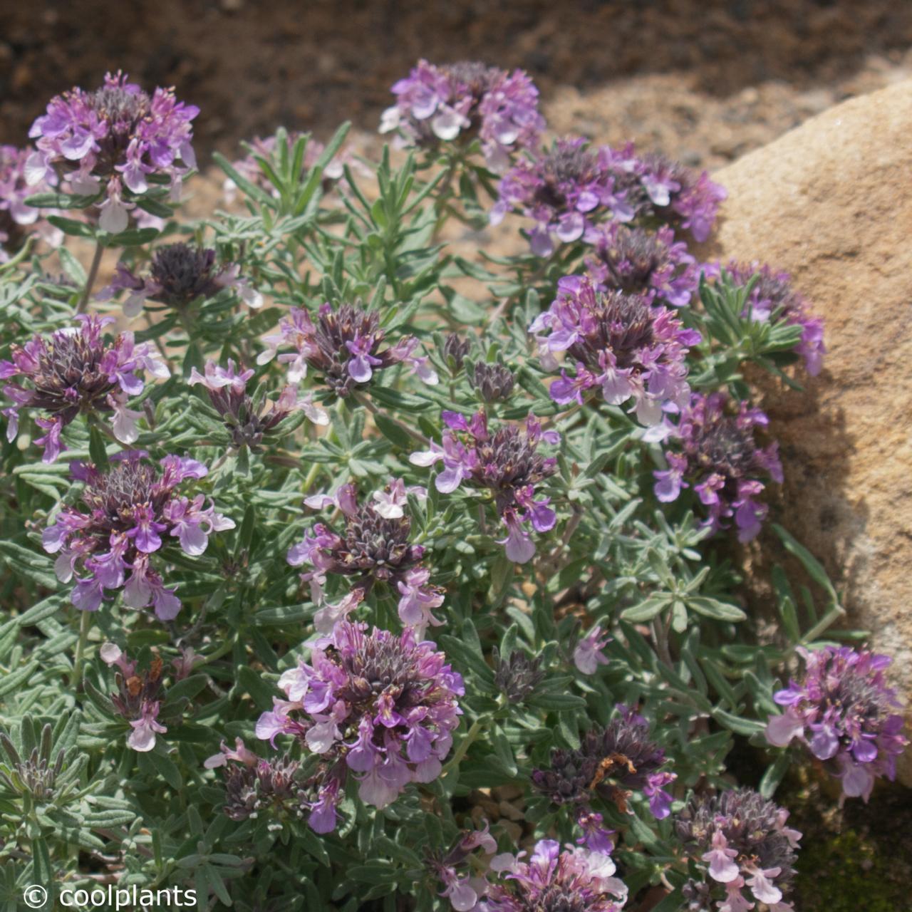 Teucrium ackermannii plant