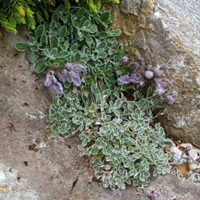 teucrium-aroanium