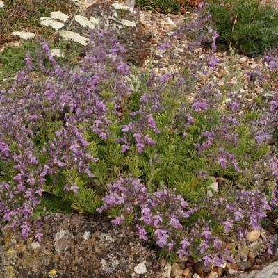teucrium-orientalis