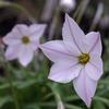 Ipheion uniflorum pale pink form plant