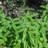 aloysia-triphylla Aloysia triphylla plant