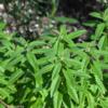 Aloysia triphylla plant