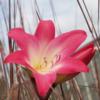 Amaryllis belladonna plant