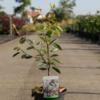 Amelanchier lamarckii 'Ballerina' plant