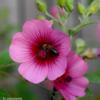 Anisodontea 'El Rayo' plant