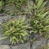asplenium-trichomanes Asplenium trichomanes plant
