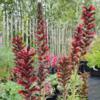Echium amoenum 'Red Feathers' plant