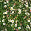 Erigeron karvinskianus plant