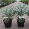 Plant In A Box - Eukalyptus - Eucalyptus Cinerea 'Silver Dollar' - Höhe 90-110cm - Topf 19cm