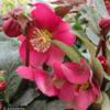 Helleborus 'Anna's Red' plant