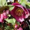 Helleborus 'Charmer' plant