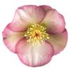 Helleborus 'Penny's Pink' plant