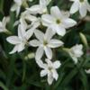 Ipheion uniflorum 'Alberto Castello' plant